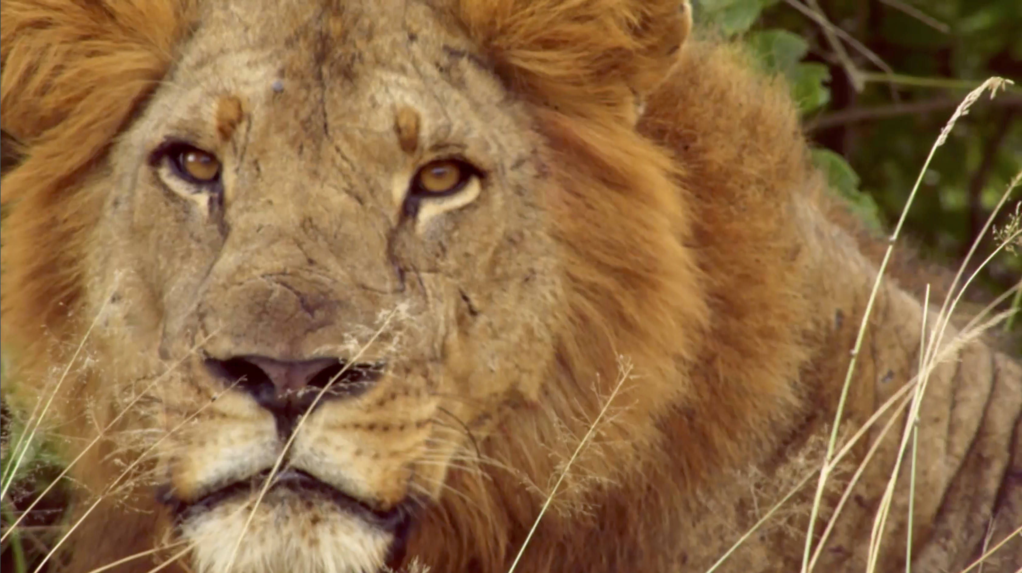 Gorongosa Lion Guardians